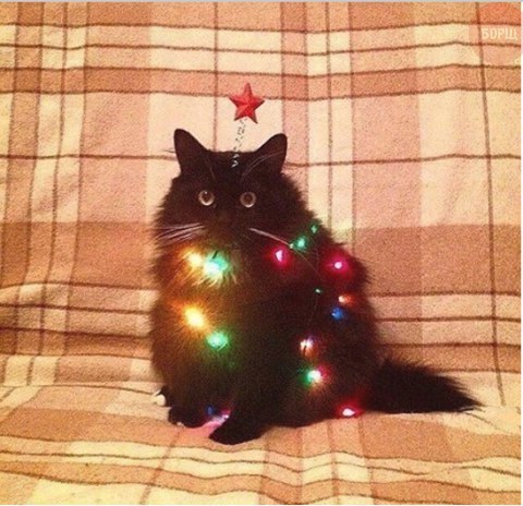 Коты из сети