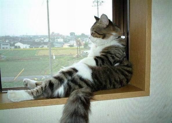Коты из сети
