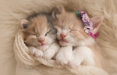 Коты из сети
