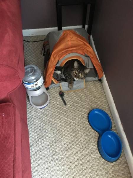 Коты и Кошки