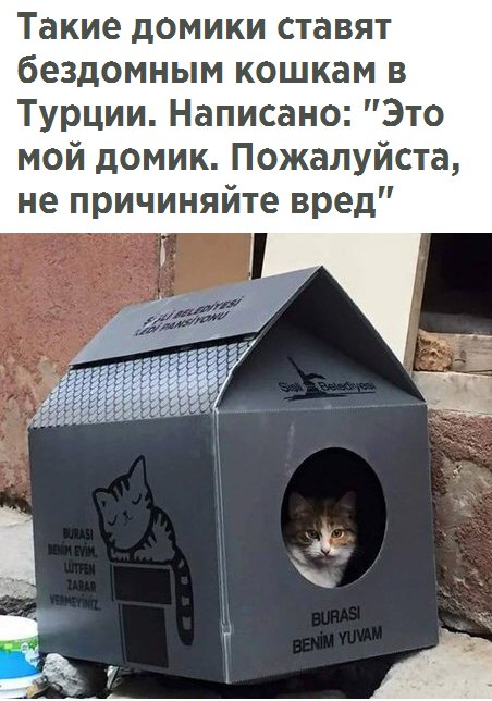 100 картинок для поднятия настроения!