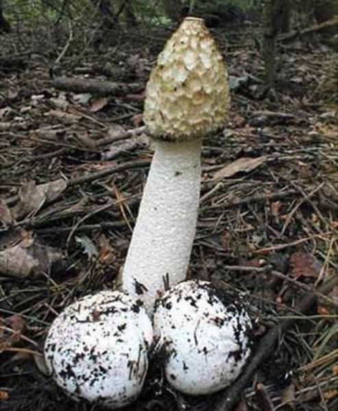 Самый жуткий гриб в мире «Пальцы дьявола»