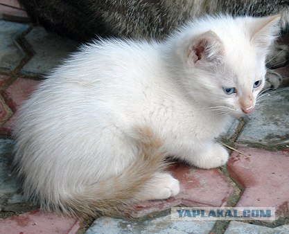 Ура, котовторник! (01.07.2008)