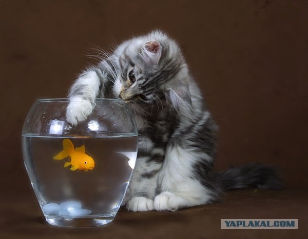 Внимание! На ЯПе КОТОВТОРНИК. 23.09.08.