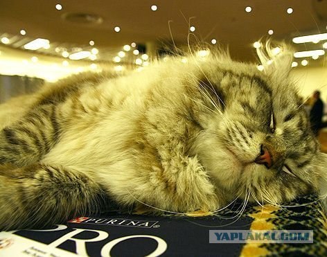 Котовторник с корниш-рексами (12 фот)