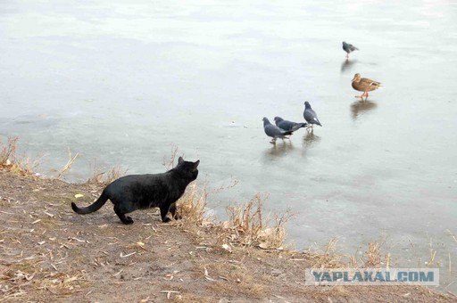 Котовторник (13.01)
