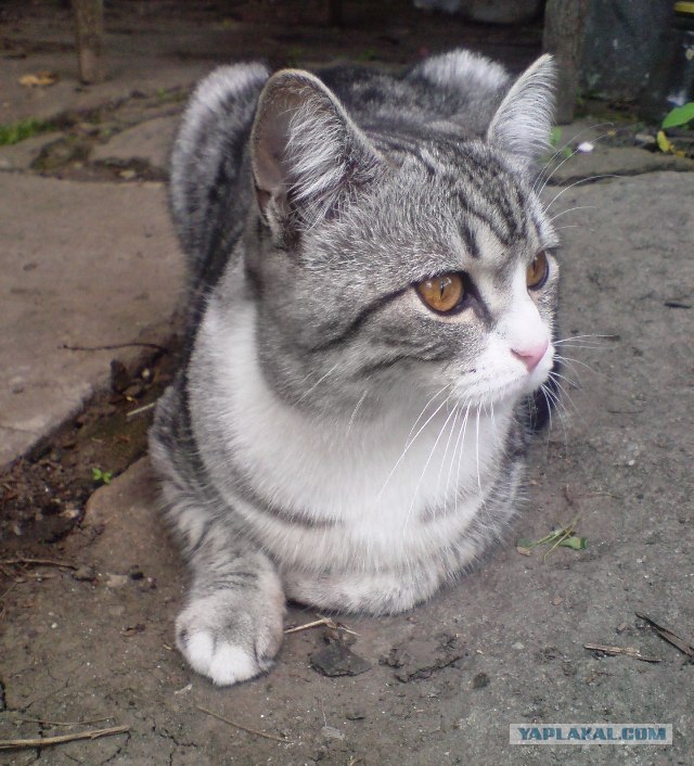 Котовторник, для любителей кошек