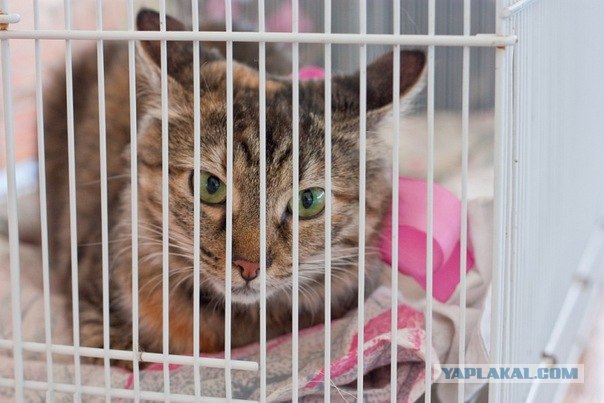 Котовторник (10.01.2012)