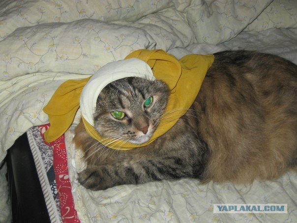 Котовторник! 13.03.2012