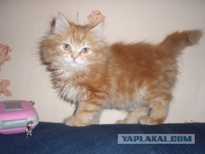 Котовторник на 26.06.12