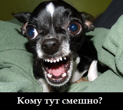 16 странных животных, которых природа создавала в игривом настроении