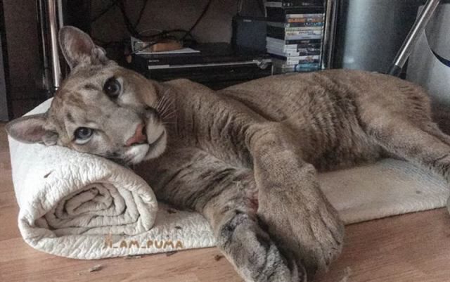 Дикий котовторник 20.08.19