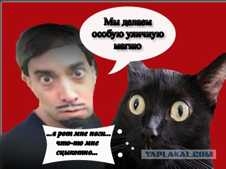 Киса хочет жабы
