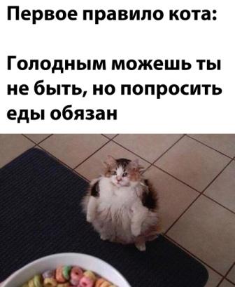 Картинки с надписями и котами