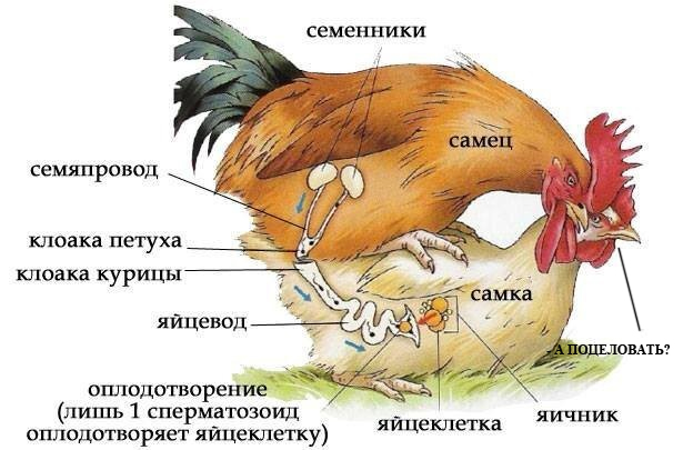 Как петух оплодотворяет курицу?