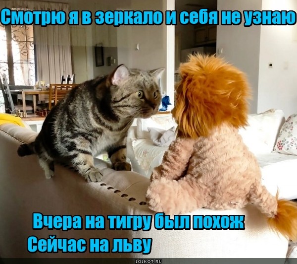 Жизнь домашнего приюта для котеек 499