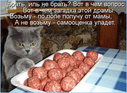 Котэ, совэ и все-все-все