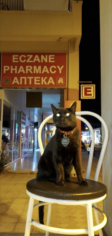 Турецкий кот.