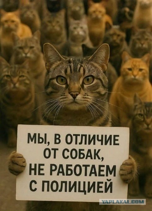 МИЛИЦИЮ с праздником!