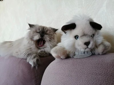 Котовтоник еще не закончился?