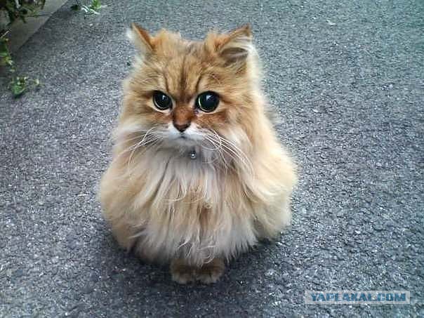 Кот из Шрека найден...