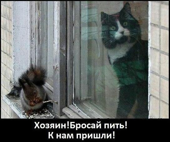 Польза от котов