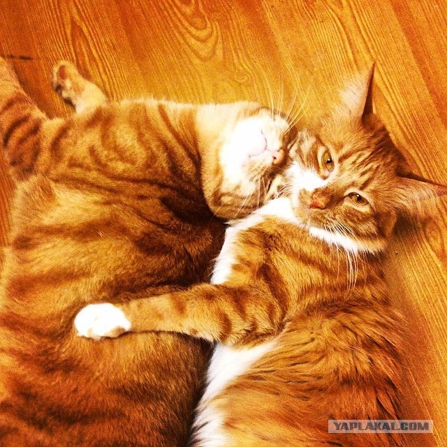 Котовторник 01.04.2014