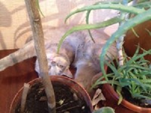 С Котовторником!