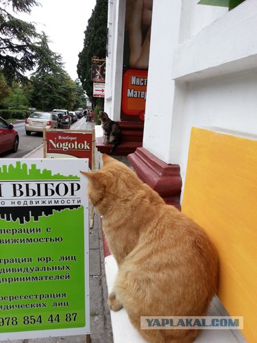 Дорога из Киева и из Москвы в Ялту.