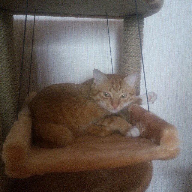 Котовторник 28.10.2014
