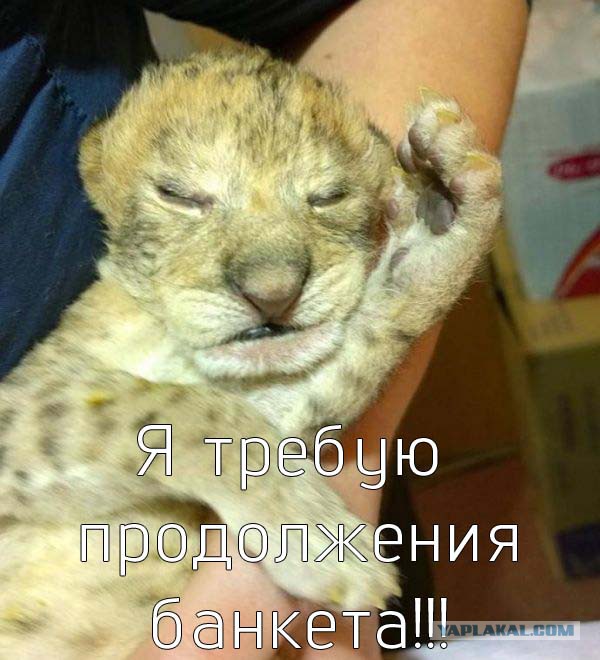 В Иркутске родилась пара львят