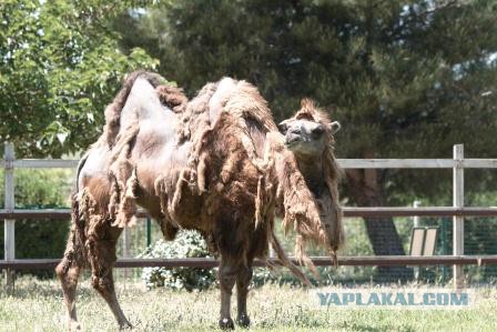 Пародии на женские фото для знакомств