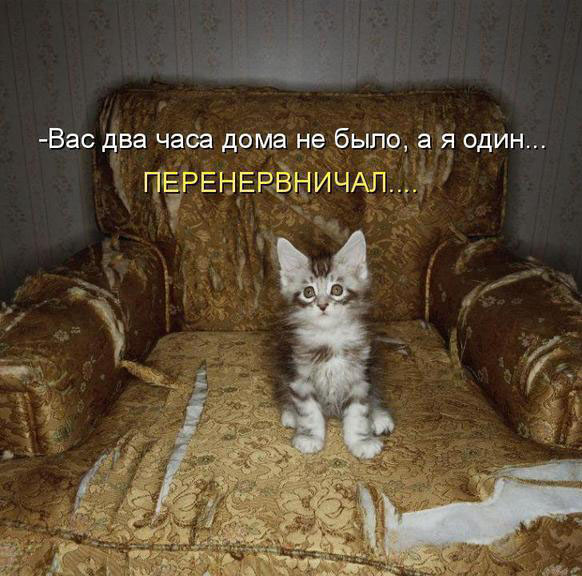 25 котофотоприколов.