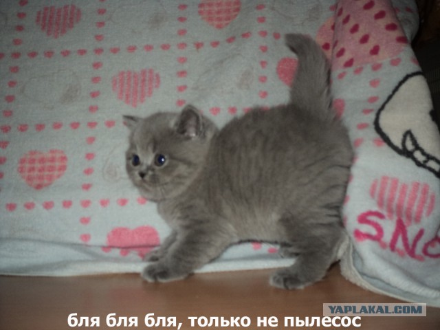 Котовторник   02.06.2015