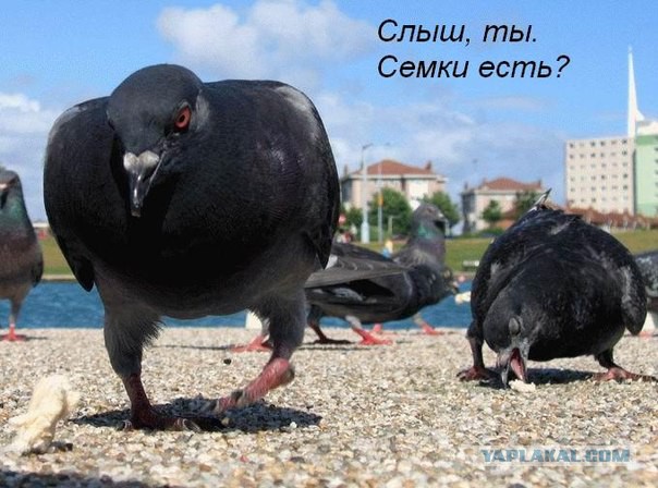 Злые голуби