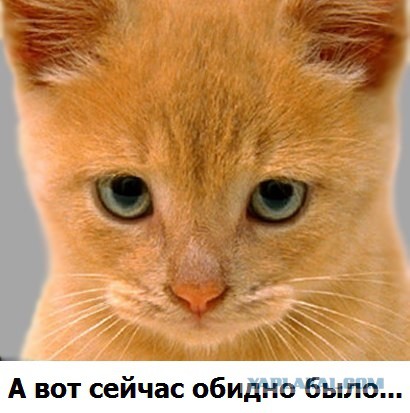Про свидомых любителей шансона.