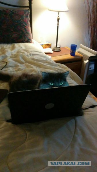 Котэподборка