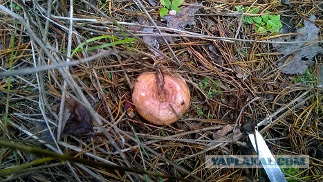 Рыжики