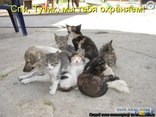 Прикольные коты