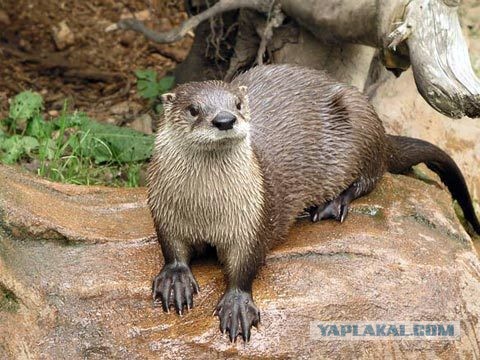 Маленький "хомячок"