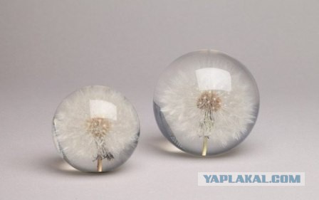 Сохранённый в смоле одуванчик