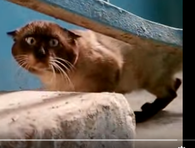 Котовторник