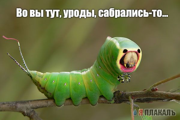 Уже да :) Ужо пятнецца...