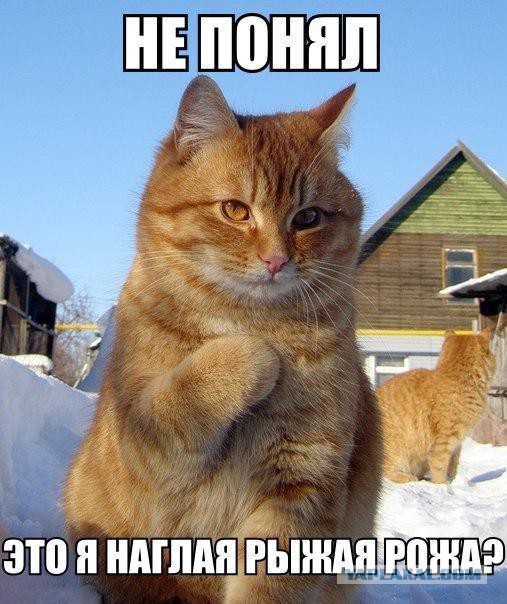 Веселые картинки