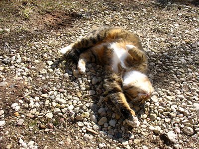 Котомет на вторник!