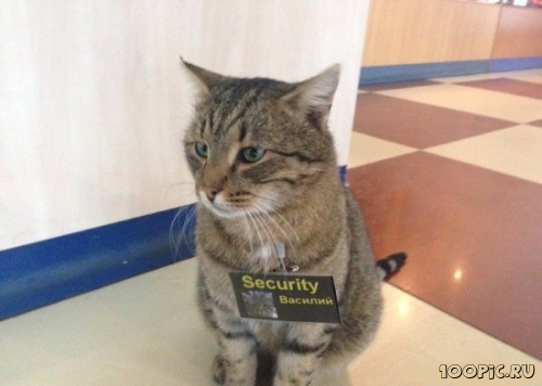 Служебные коты