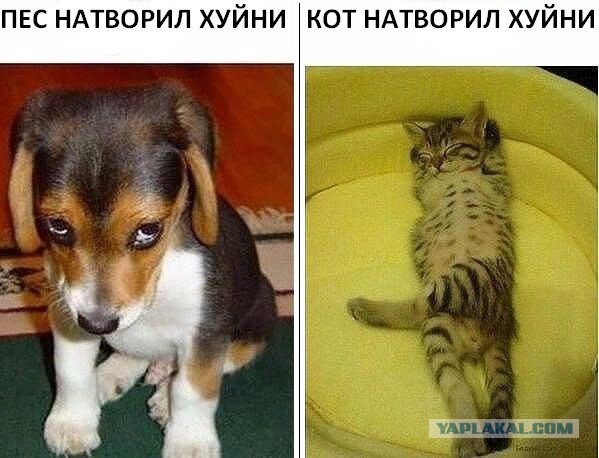 Порция картинок