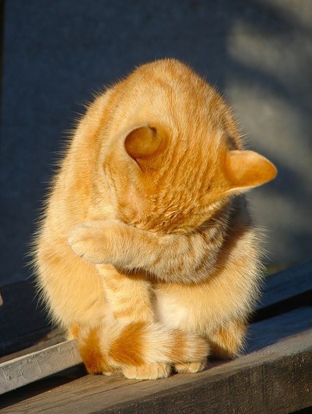 Коты из сети
