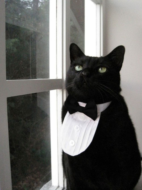 Коты из сети