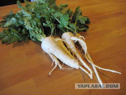 Кулинария. Вопросы и ответы, ...